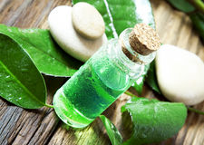 essential oil bottle tea tree essence aromatherapy 37908435